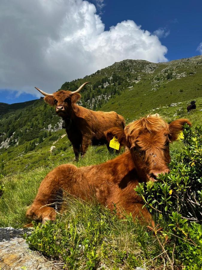 Die Acherberg Alm Oetz Bagian luar foto